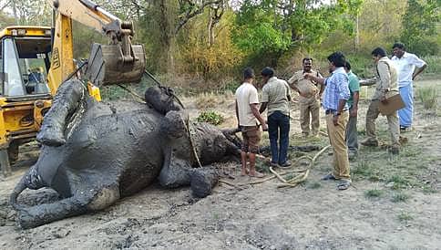 ಮೈಸೂರು: ಕಲುಷಿತ ನೀರು ಕುಡಿದು ಆನೆ ಸಾವು