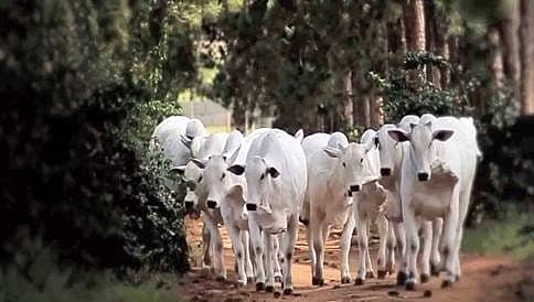 ಸಿನಿಮೀಯ ರೀತಿಯಲ್ಲಿ ಹಸುಕಳ್ಳರನ್ನು ಹಿಡಿದ ಸೋಮವಾರಪೇಟೆ ಪೊಲೀಸರು