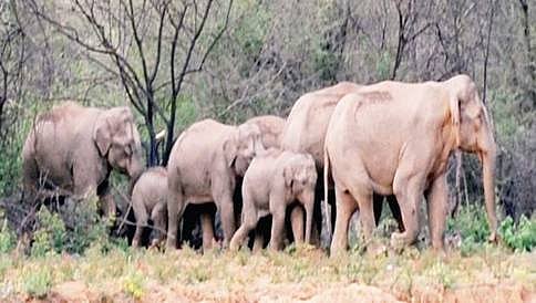 ಇಂದಿನಿಂದ ರಾಜ್ಯದಲ್ಲಿ ನಾಲ್ಕು ದಿನಗಳ ಕಾಲ ಆನೆಗಣತಿ