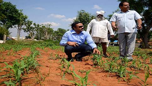 ಆಫ್ರಿಕನ್ ಜೋಳದತ್ತ ಕೋಲಾರ ರೈತರ ಒಲವು
