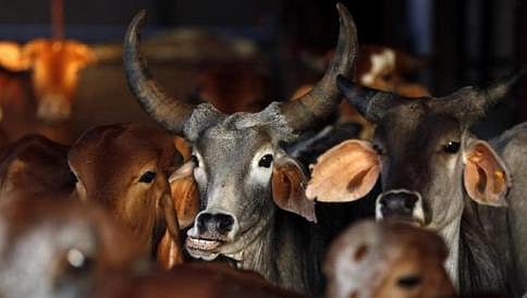 ಕೇರಳದಲ್ಲಿ ಬೀಫ್ ಮಾರಾಟ ಅಬಾಧಿತ