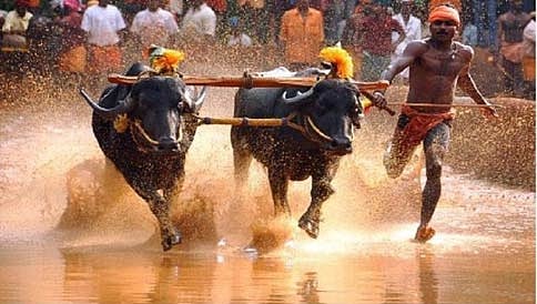 ಕಂಬಳಕ್ಕೆ ಅಡ್ಡಿ ಆತಂಕ; ಮತ್ತೆ ರಾಷ್ಟ್ರಪತಿ ಅಂಗಳಕ್ಕೆ ತಿದ್ದುಪಡಿ ವಿಧೇಯಕ!
