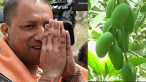 ಮಾವಿನ ತಳಿಗೆ ಉತ್ತರ ಪ್ರದೇಶ ಸಿಎಂ "ಯೋಗಿ" ಹೆಸರು!