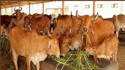ರಾಮಚಂದ್ರಾಪುರ ಮಠದ ಹಸುಗಳನ್ನು ನೀಡುವಂತೆ ಕೇರಳದ ಕಾರಾಗೃಹ ಕೋರಿಕೆ