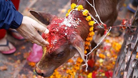 ನಾವು ಗೋಮಾತೆಯನ್ನು ಆರಾಧಿಸುತ್ತೇವೆ, ಅಪಮಾನ ಸಹಿಸಿಕೊಳ್ಳೆವು: ಗೋವಾ ಸಚಿವ