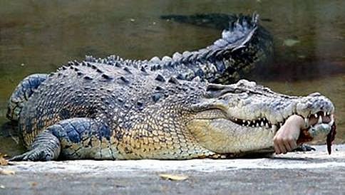 ಭೀಕರ ದೃಶ್ಯ: ಪೋಷಕರೆದುರೆ ಮೊಸಳೆಗೆ ಆಹಾರವಾದ ಯುವತಿ
