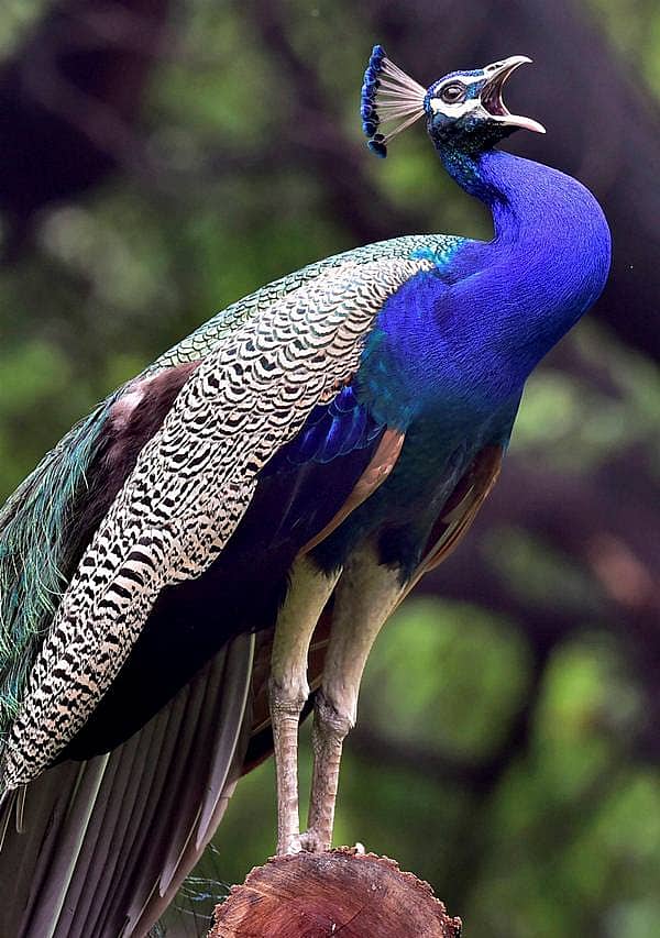 ದೆಹಲಿ ಮೃಗಾಲಯದಲ್ಲಿ ಆಕಳಿಕೆಯ ಮೂಡ್‌‌ನಲ್ಲಿ ಪ್ರಾಣಿಗಳು