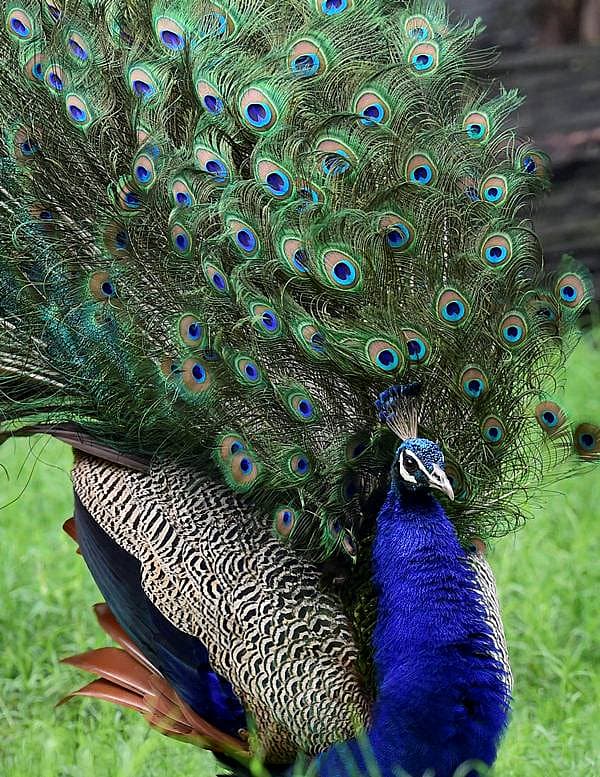 ನವಿಲು