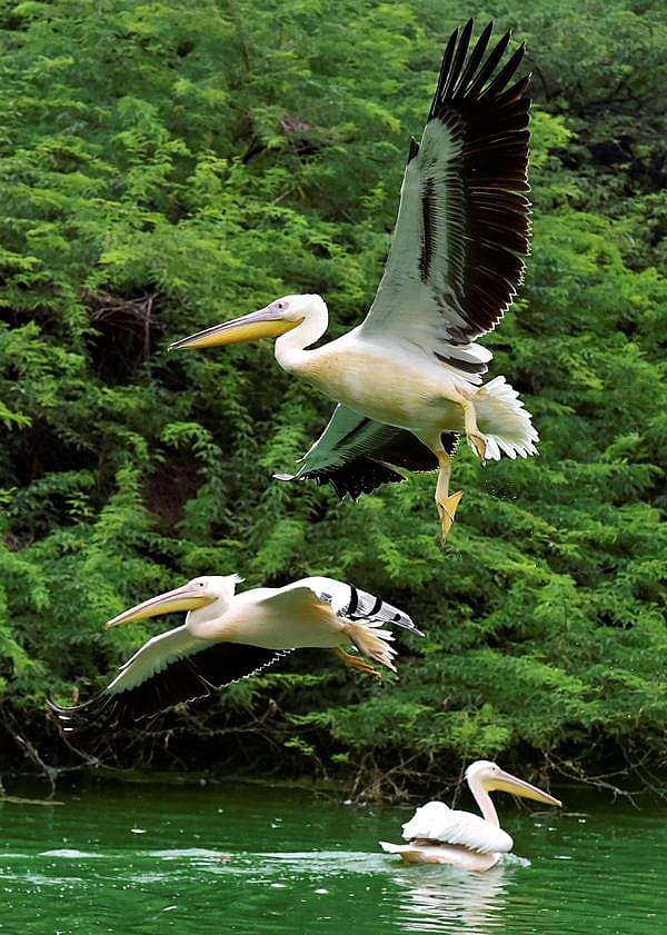 ಕೊಕ್ಕರೆ