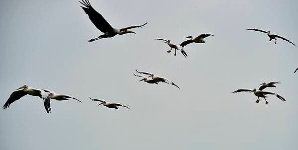 ಕೊಕ್ಕರೆ
