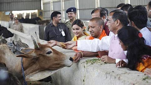 ಉತ್ತರ ಪ್ರದೇಶ ಸರ್ಕಾರದ ಗೋ ಕಲ್ಯಾಣ ಅನುದಾನ; ಅಖಿಲೇಶ್ ಸಹೋದರಿಯ ಎನ್ ಜಿಒಗೆ ಸಿಂಹಪಾಲು!