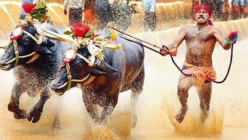 ಕಂಬಳಕ್ಕೆ ಹಸಿರು ನಿಶಾನೆ: ಸುಗ್ರೀವಾಜ್ಞೆಗೆ ರಾಷ್ಟ್ರಪತಿ ಪ್ರಣಬ್ ಸಹಿ