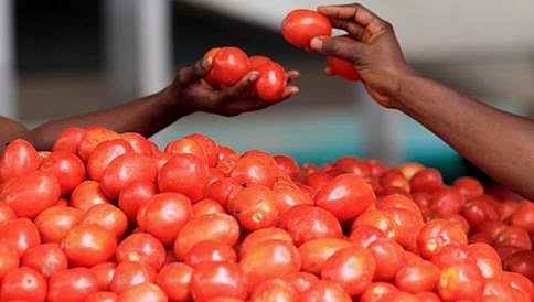 ರೂ.57,000 ಮೌಲ್ಯದ ಟೊಮೆಟೋ ಕಳ್ಳತನ: ವ್ಯಕ್ತಿ ಬಂಧನ