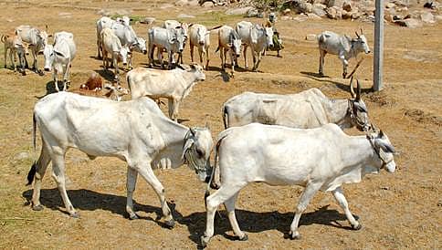 ಬಿಹಾರ: ಗೋಮಾಂಸ ಸೇವನೆ ಶಂಕೆ, 7 ಜನರ ಮೇಲೆ ಹಲ್ಲೆ