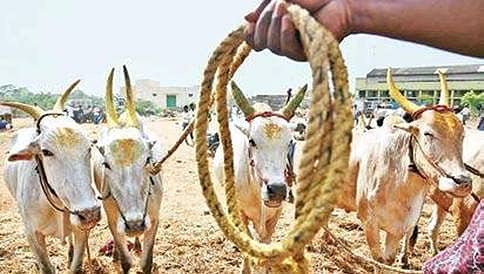 ಕಾಶ್ಮೀರ: ಗೋವು ಕಳ್ಳಸಾಗಣೆ ಮಾಡಲು ಯತ್ನಿಸುತ್ತಿದ್ದ ಮೂವರ ಬಂಧನ