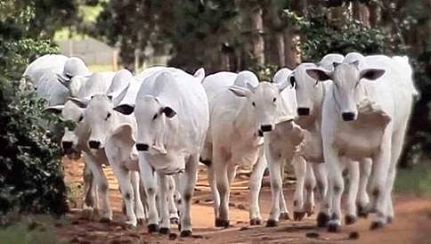 ಉತ್ತರಾಖಂಡ್: ಗೋವಿನೊಂದಿಗೆ ಅನೈಸರ್ಗಿಕ ಲೈಂಗಿಕ ಕ್ರಿಯೆ- ಕಾಮುಕನ ಬಂಧನ