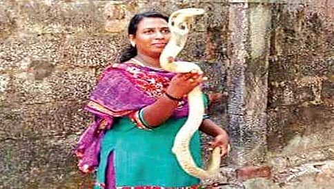 ಹಾವು ಹಿಡಿಯುವ ಕಾಯಕದಲ್ಲಿ ತೊಡಗಿರುವ ಚಾಲಕಿ ರಾಜಿ