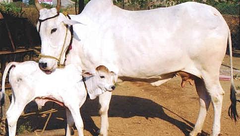 ಕರು ಹತ್ಯೆ: ಪಾಪ ಪರಿಹಾರಕ್ಕೆ ಭಿಕ್ಷೆ ಬೇಡಿ, ಗಂಗಾ ಸ್ನಾನ ಮಾಡುವಂತೆ ಮಹಿಳೆಗೆ ಶಿಕ್ಷೆ ನೀಡಿದ ಪಂಚಾಯತ್!