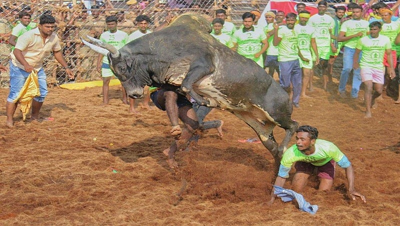 ಮಧುರೈ: ಜೆಲ್ಲಿಕಟ್ಟು ಕ್ರೀಡೆ ವೀಕ್ಷಿಸಲು ಬಂದಿದ್ದ ಯುವಕ ಬಲಿ!