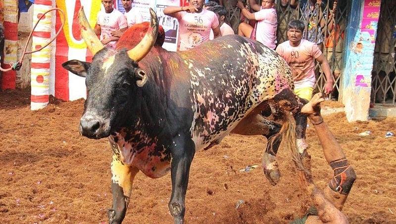 ಜಲ್ಲಿಕಟ್ಟು: ತಮಿಳುನಾಡಿನಲ್ಲಿ ಗೂಳಿ ಹಾಯ್ದು ಮೂವರು ಪ್ರೇಕ್ಷಕರು ಸಾವು