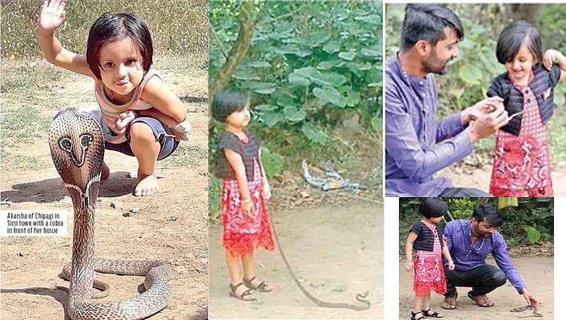 ಶಿರಸಿ: ಮೂರು ವರ್ಷದ ಈ ಬಾಲಕಿಗೆ ಹಾವುಗಳೇ ಆಟಿಕೆ!