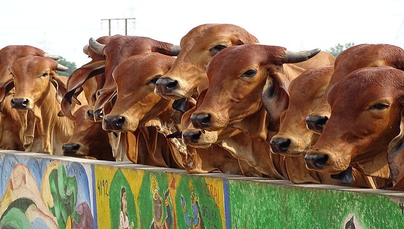 ಗೋ ರಕ್ಷಣೆ: ಹರ್ಯಾಣ, ಉತ್ತರ ಪ್ರದೇಶ, ರಾಜಸ್ತಾನಕ್ಕೆ 'ಸುಪ್ರೀಂ' ನ್ಯಾಯಾಂಗ ನಿಂದನೆ ನೋಟಿಸ್