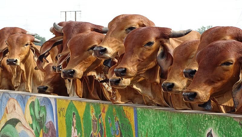 ಗೋ ರಕ್ಷಣೆ: ಹರ್ಯಾಣ, ಉತ್ತರ ಪ್ರದೇಶ, ರಾಜಸ್ತಾನಕ್ಕೆ 'ಸುಪ್ರೀಂ' ನ್ಯಾಯಾಂಗ ನಿಂದನೆ ನೋಟಿಸ್