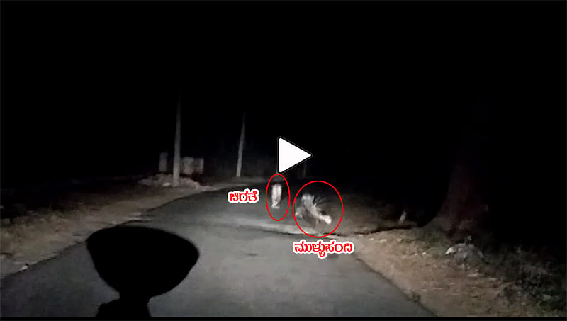 ಮೈಸೂರು: ಚಾಮುಂಡಿ ಬೆಟ್ಟದ ತಪ್ಪಲಲ್ಲಿ ಕಾಣಿಸಿಕೊಂಡ ಚಿರತೆ, ಮುಳ್ಳುಹಂದಿ; ವಿಡಿಯೋ ವೈರಲ್