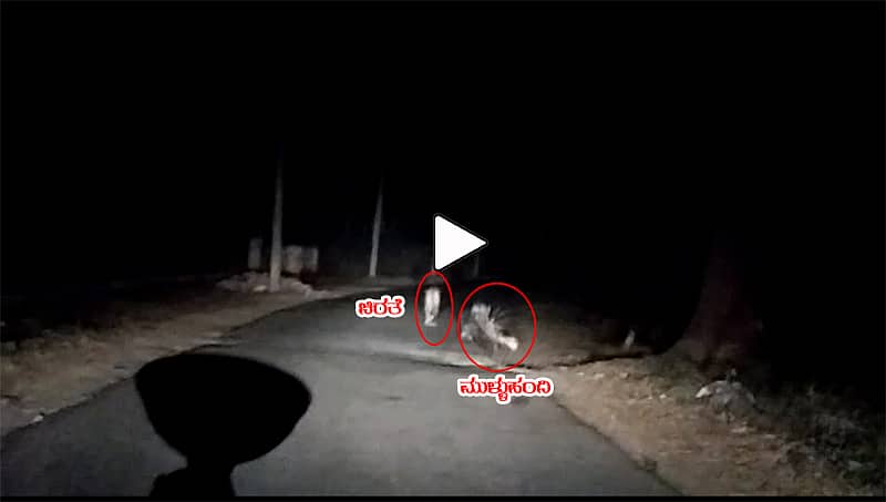 ಮೈಸೂರು: ಚಾಮುಂಡಿ ಬೆಟ್ಟದ ತಪ್ಪಲಲ್ಲಿ ಕಾಣಿಸಿಕೊಂಡ ಚಿರತೆ, ಮುಳ್ಳುಹಂದಿ; ವಿಡಿಯೋ ವೈರಲ್