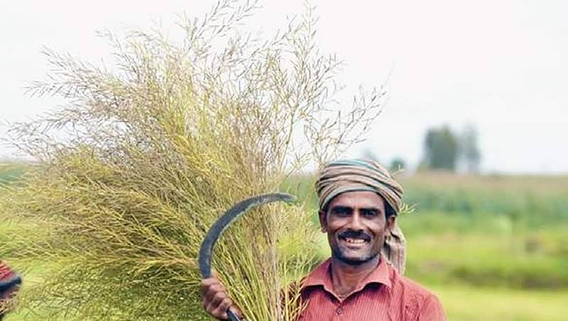 ಕುಲಾಂತರಿ ಸಾಸಿವೆ ವಾಣಿಜ್ಯ ಬಳಕೆ ವಿವಾದ ಜೆಇಎ ಸಮಿತಿಗೆ ಒಪ್ಪಿಸಿದ ಸರ್ಕಾರ