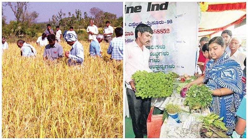 ಮೈಸೂರು: ವಿಶಿಷ್ಟ ಕೃಷಿ ಮಾಡಿ ಹೊಸ ಬದುಕು ಕಟ್ಟಿಕೊಂಡು ರೈತ ಕುಟುಂಬ ಇತರರಿಗೂ ಮಾದರಿ!