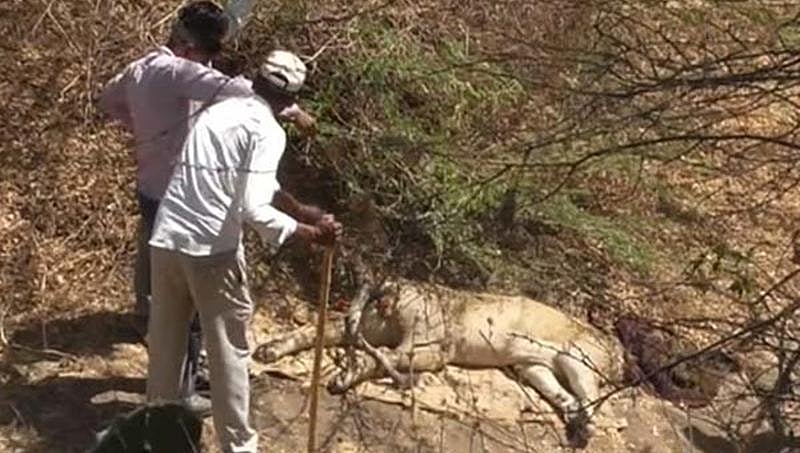 ಗುಜರಾತ್'ನಲ್ಲಿ ಮತ್ತೆ 10 ಸಿಂಹಗಳ ಸಾವು, ತಿಂಗಳಲ್ಲಿ 21 ಸಾವು