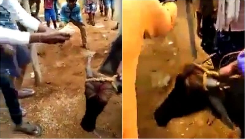 'ದಿ ವಿಲನ್ ' ಪೋಸ್ಟರ್ ಮುಂದೆ ಕೋಣ ಬಲಿಕೊಟ್ಟು ಅಂದಾಭಿಮಾನ ಮೆರೆದ ಅಭಿಮಾನಿಗಳು !