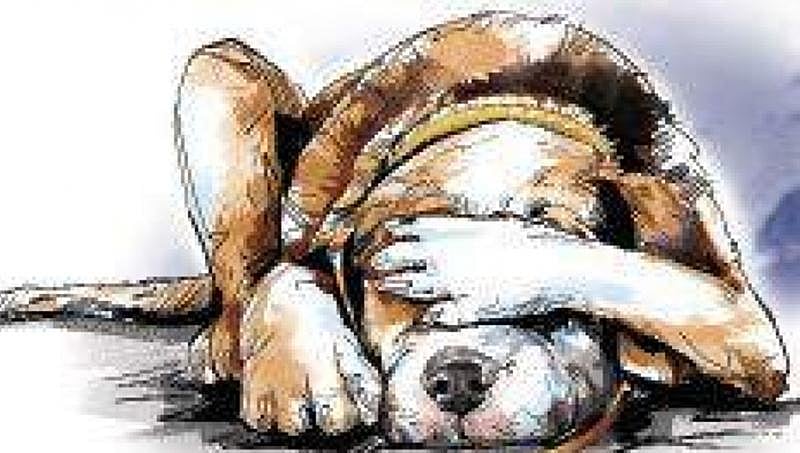 ಬೆಂಗಳೂರು: ಬೀದಿ ನಾಯಿಗಳಿಗೆ ವಿಷ ಹಾಕಿದ ದುಷ್ಕರ್ಮಿಗಳು, 4 ನಾಯಿಗಳ ಸ್ಥಿತಿ ಗಂಭೀರ