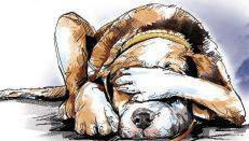 ಬೆಂಗಳೂರು: ಬೀದಿ ನಾಯಿಗಳಿಗೆ ವಿಷ ಹಾಕಿದ ದುಷ್ಕರ್ಮಿಗಳು, 4 ನಾಯಿಗಳ ಸ್ಥಿತಿ ಗಂಭೀರ