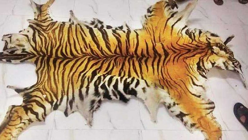 ಮತ್ತೊಬ್ಬ ಬೇಟೆಗಾರ ಬಂಧನ; ಕಳೆದ 9 ತಿಂಗಳಲ್ಲಿ ಕರ್ನಾಟಕದಲ್ಲಿ 11 ಹುಲಿಗಳ ಸಾವು