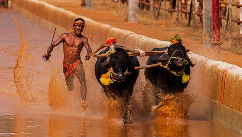 ಕಂಬಳ ವಿವಾದ: 'ಪೇಟಾ' ಆಕ್ಷೇಪಕ್ಕೆ ಹೊಸ ಅಸ್ತ್ರ ಹುಡುಕಿದ ಹೋರಾಟಗಾರರು
