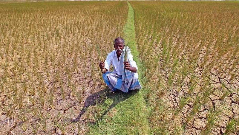 ಬೆಳೆ ವಿಮಾ ಯೋಜನೆ ಫಲಾನುಭವಿಗಳ ಸಂಖ್ಯೆಯಲ್ಲಿ ಇಳಿಮುಖ
