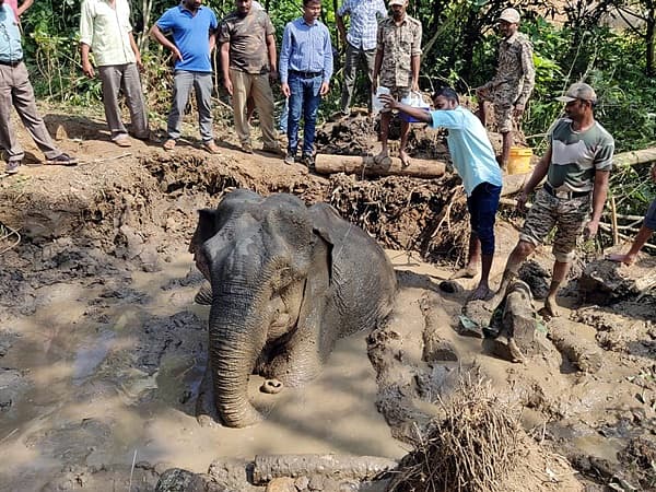 <b>ಕೆಸರಲ್ಲಿ ಸಿಲುಕಿದ್ದ ಆನೆ ರಕ್ಷಣೆ....</b> ಹಾಸನ ಜಿಲ್ಲೆಯ ಸಕಲೇಶಪುರ ತಾಲೂಕಿನ ಕಡಗರಹಳ್ಳಿ ಗ್ರಾಮದಲ್ಲಿ ಕಳೆದ ಎರಡು ದಿನಗಳಿಂದ ಕೆಸರಿನಲ್ಲಿ ಸಿಲುಕಿ ಒದ್ದಾಡುತ್ತಿದ್ದ ಹೆಣ್ಣಾನೆಯನ್ನು ಅರಣ್ಯ ಸಿಬ್ಬಂದಿ ಹರಸಾಹಸಪಟ್ಟು ಮಂಗಳವಾರ ರಕ್ಷಿಸಿದ್ದಾರೆ.