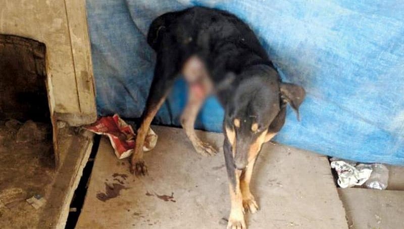 ಮನುಷ್ಯರ ಮೃಗೀಯ ವರ್ತನೆ: ಗಂಡು ನಾಯಿ ಮೇಲೆ 4 ಪುರುಷರಿಂದ ಅತ್ಯಾಚಾರ!