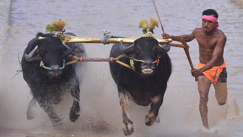 ಮಾಲೀಕರಿಗೆ ಪ್ರತಿಷ್ಠೆಯ ಸ್ಪರ್ಧೆಯಾಗಿರುವ ಕಂಬಳ ಕ್ರೀಡೆ