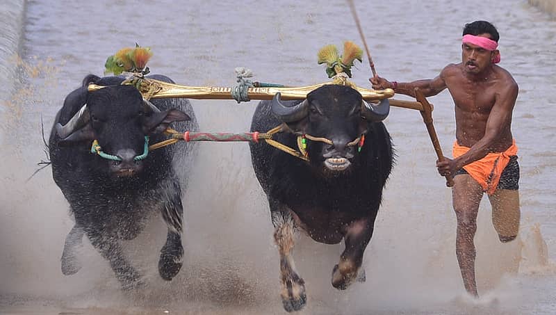 ಮಾಲೀಕರಿಗೆ ಪ್ರತಿಷ್ಠೆಯ ಸ್ಪರ್ಧೆಯಾಗಿರುವ ಕಂಬಳ ಕ್ರೀಡೆ