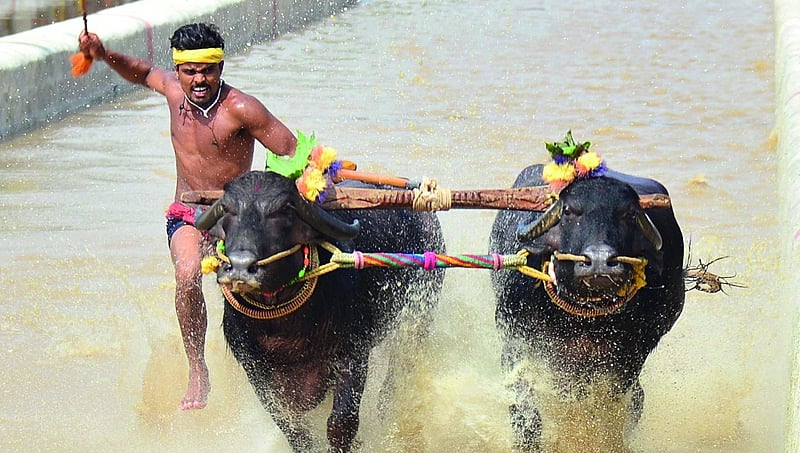 ಕಂಬಳ ಪ್ರೇಮಿಗಳಿಗೆ ಸುಗ್ಗಿ ಸಮಯ; ಬಂಟ್ವಾಳದಲ್ಲಿ ಇಂದು ಕಂಬಳ ಆರಂಭ