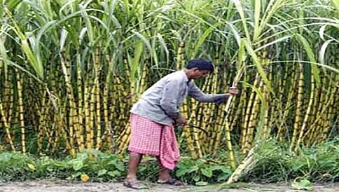 ಶಿವಮೊಗ್ಗ: ಎರಡು ತಾಲ್ಲೂಕುಗಳಲ್ಲಿ ಸರ್ಕಾರದಿಂದ ರೈತರಿಗೆ 2.92 ಕೋಟಿ ರೂ. ಬಾಕಿ