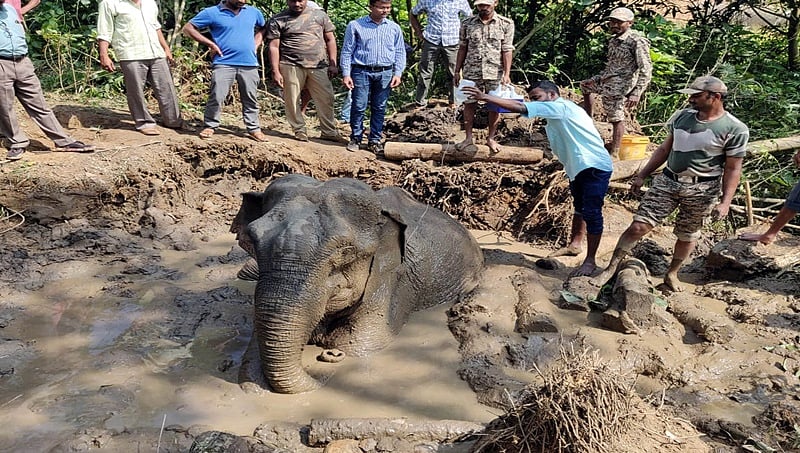ಸಕಲೇಶಪುರ: ಸತತ 36 ಗಂಟೆಗಳ ಕಾರ್ಯಾಚರಣೆ ನಂತರ ಆನೆ ರಕ್ಷಿಸಿದ ಸಿಬ್ಬಂದಿ