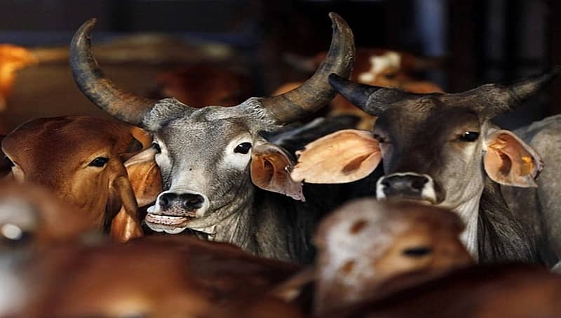 ತೆಲಂಗಾಣ ಚುನಾವಣೆ:  ಬಿಜೆಪಿ ಪ್ರಣಾಳಿಕೆ ಬಿಡುಗಡೆ, ಉಚಿತ ಹಸು ವಿತರಣೆ ಭರವಸೆ