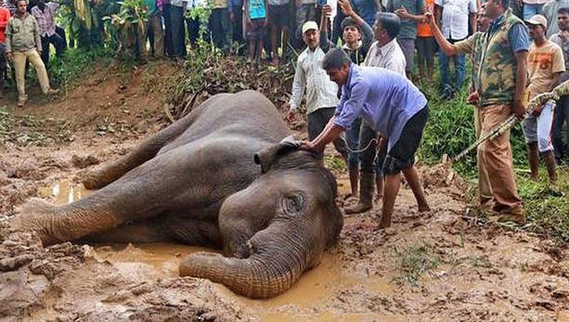 ಹಾಸನ: ಕೆಸರಿನಲ್ಲಿ ಸಿಲುಕಿ ರಕ್ಷಿಸಲ್ಪಟ್ಟಿದ್ದ ಆನೆ ಚಿಕಿತ್ಸೆ ಫಲಿಸದೇ ಸಾವು