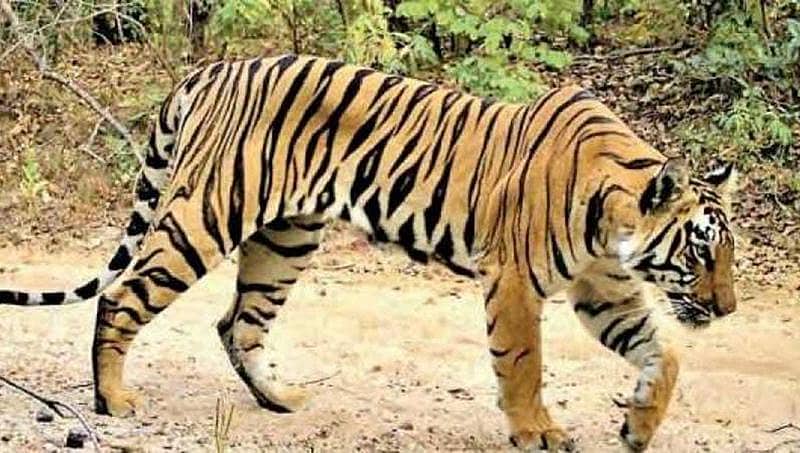 ಮಹಾರಾಷ್ಟ್ರ: 13 ಮಂದಿಯನ್ನು ತಿಂದು ಹಾಕಿದ್ದ ಹೆಣ್ಣು ಹುಲಿ 'ಅವನಿ' ಕೊನೆಗೂ ಹತ್ಯೆ