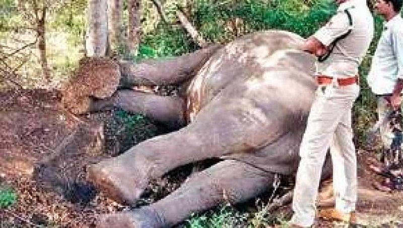 ಲಕ್ಕವಳ್ಳಿಯಲ್ಲಿ ಮುಂದುವರೆದ ಕಾಡಾನೆಗಳ ಸಾವಿನ ಸರಣಿ: ವಿದ್ಯುತ್ ಪ್ರವಹಿಸಿ ಗಂಡಾನೆ ಸಾವು