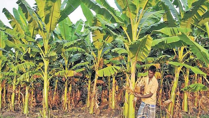 ಬೆಲೆ ಕುಸಿತದ ಅಪಾಯದ ಸುಳಿಯಲ್ಲಿ ಸಿಲುಕಿರುವ ಕರ್ನಾಟಕ ರೈತರು!